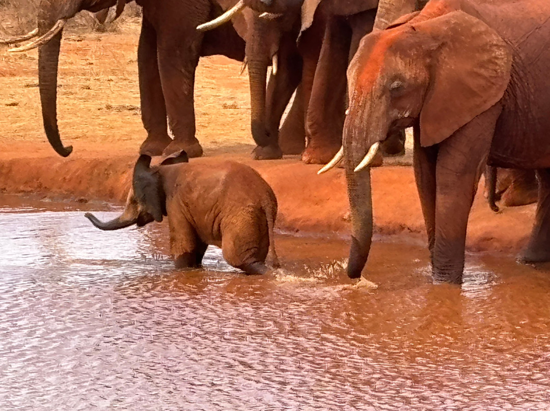 LadyM Safaris-蒙巴萨必去景点