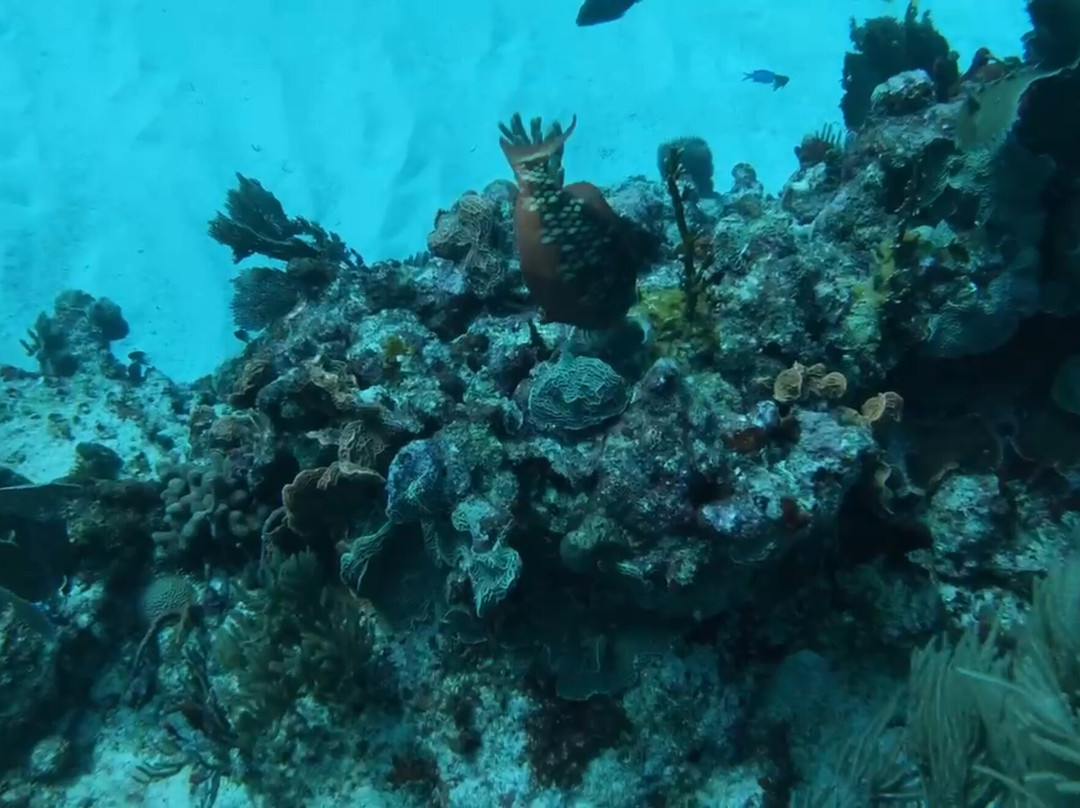 Squalo Divers-坎昆必去景点