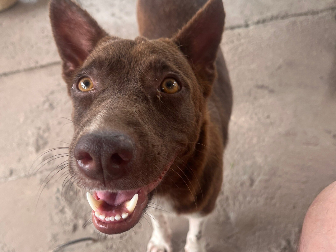 Moalboal Animal Welfare-莫阿尔博阿尔必去景点