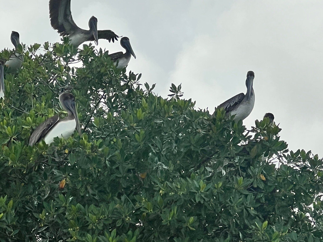 Blue Caribe-艾库玛尔必去景点