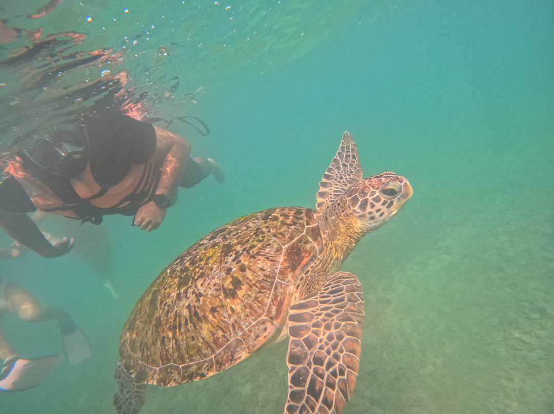 Mirissa Snorkling & Fishing Tours-美蕊沙必去景点