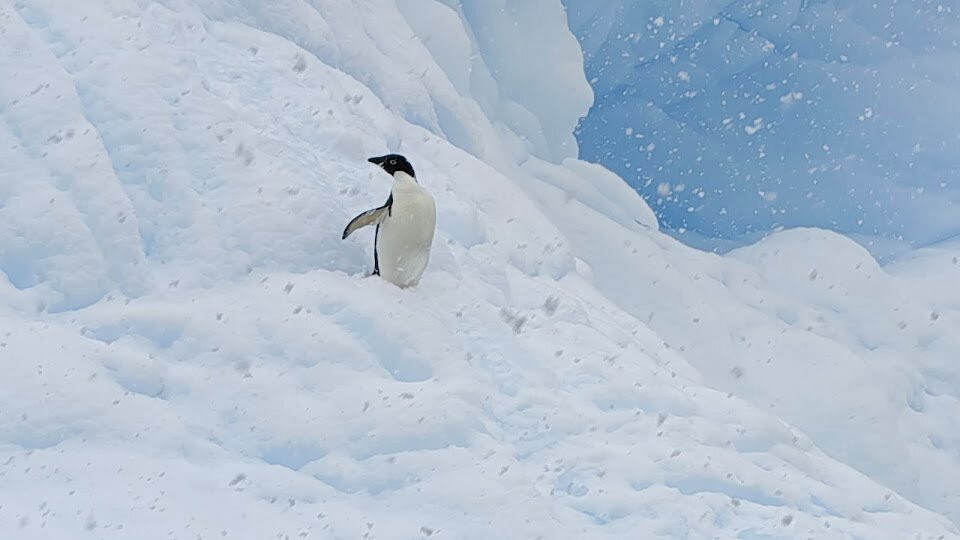 The Polar Travel Company-Cuverville Island必去景点