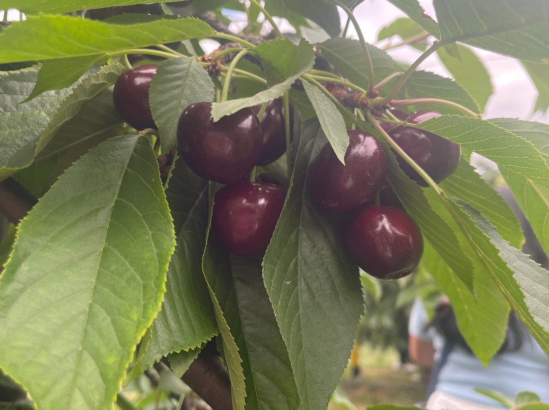 Cherryhill Orchards-Wandin East必去景点