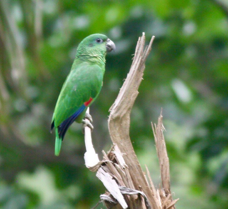 Arrowhead Birding Tours-金斯敦必去景点