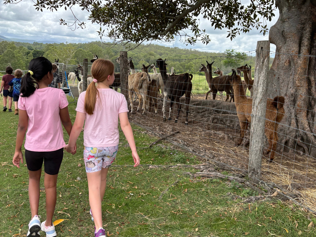 The Llama Farm-伊普斯威奇必去景点