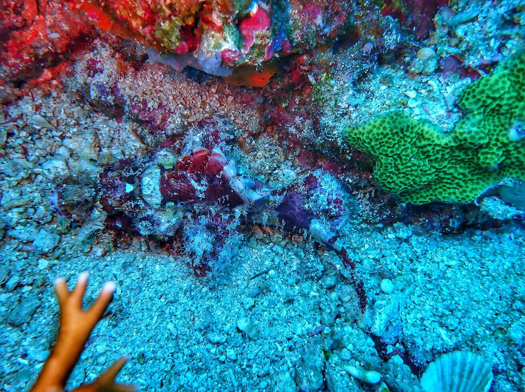 Menjangan Tour Snorkeling & Diving-Pejarakan必去景点