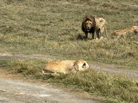 Tanzania Wildcats Safaris-阿鲁沙必去景点