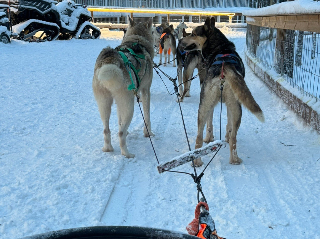 Arctic Circle Husky Park-罗瓦涅米必去景点