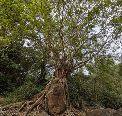 Ayurveda Yoga Villa Group Of Retreat Centres And Hospitals主图