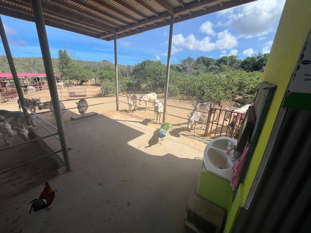 Donkey Sanctuary Aruba-Santa Cruz必去景点