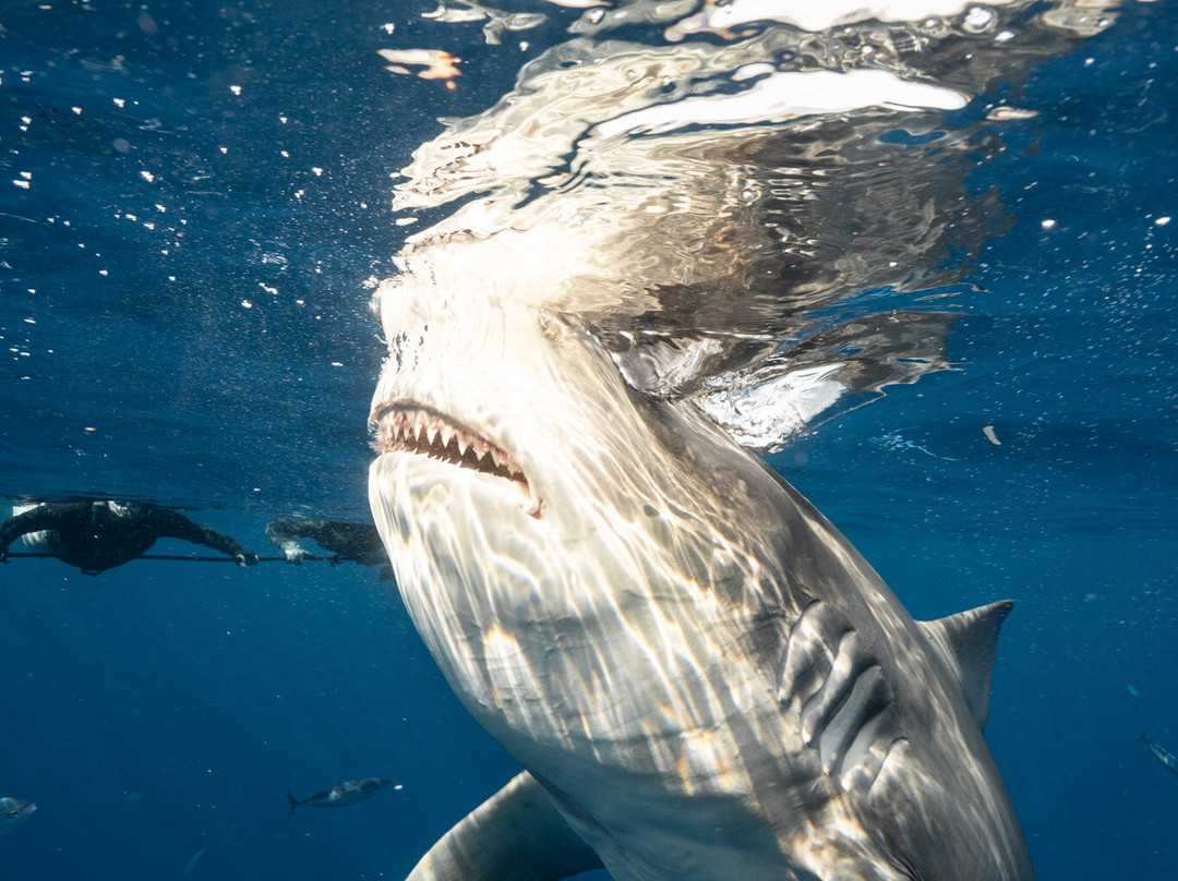 Florida Shark Diving-朱庇特必去景点