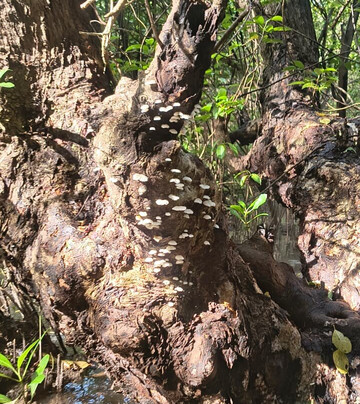 Svs Chapora Cruise Kayaking-Chopdem必去景点
