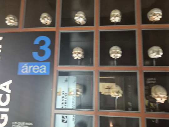 Museo de Naturaleza y Arqueologia-圣克鲁斯-德特内里费必去景点