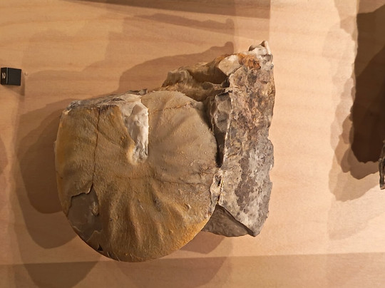 Geological Museum of the Dolomites-普雷达佐必去景点