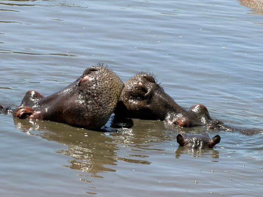 Leopard Tours Limited-阿鲁沙必去景点