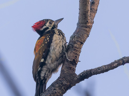 Jungle Buddies Tours-孟买必去景点