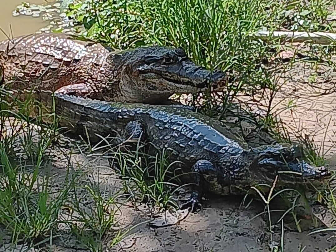 Fundo Pedrito-伊基托斯必去景点