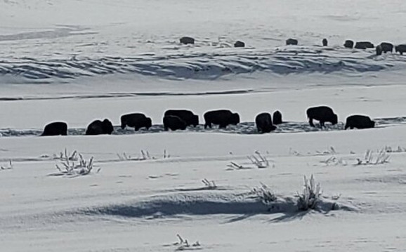 Scenic Safaris-杰克逊必去景点