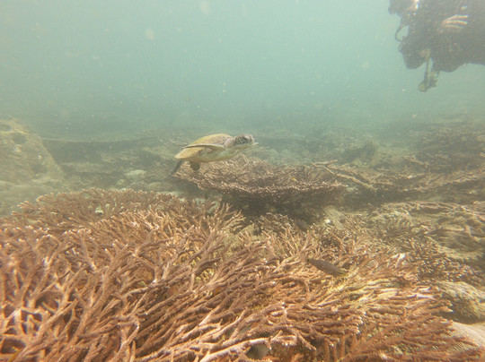 Blue Flow Diving-马斯喀特必去景点