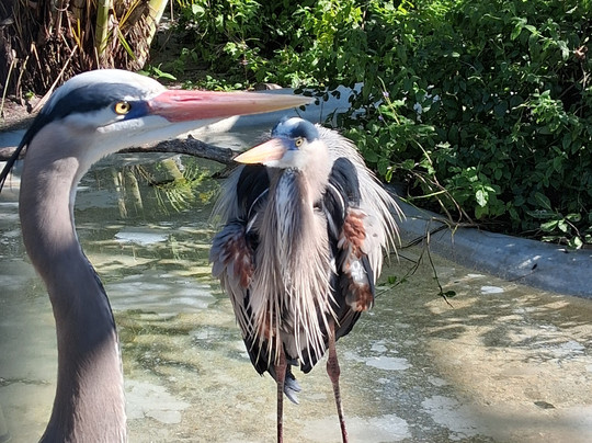 Save Our Seabirds-萨拉索塔必去景点