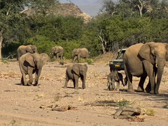 Twyfelfontein Elephant Drives-Palmwag必去景点