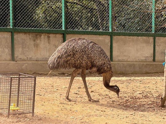 Yangthang Farms-Pelling必去景点