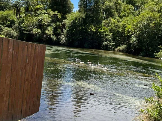 Hamurana Springs Nature Reserve-哈姆拉娜必去景点