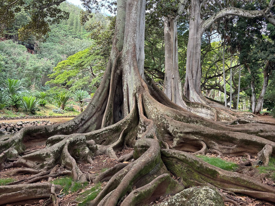 国家热带植物园-坡伊普必去景点
