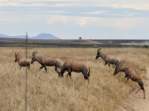 Ascend Tanzania-莫西必去景点