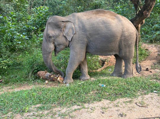 Luxurious Lanka-Ekala必去景点