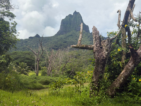 Albert ATV Fun Tours-莫雷阿岛必去景点
