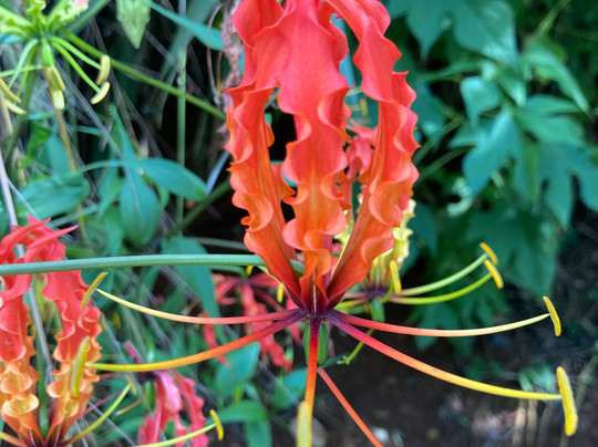 Kandy Trekking Tours-康提必去景点