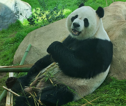 Panda House At Al Khor Park-Al Khor必去景点