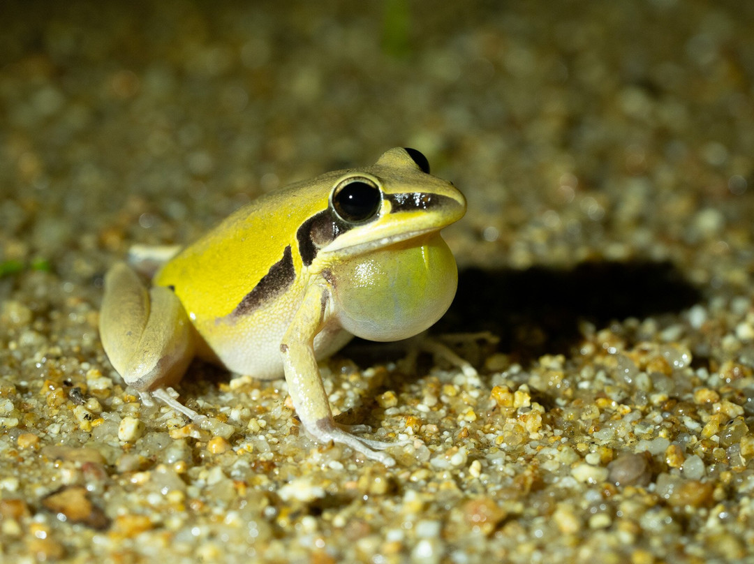 Faunagraphic Wildlife Tours-布里斯班必去景点