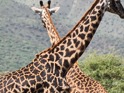 Earthlife Expeditions-阿鲁沙必去景点