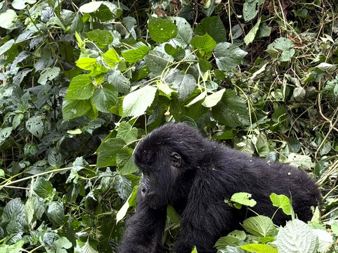 Ngoni Safaris Uganda-坎帕拉必去景点