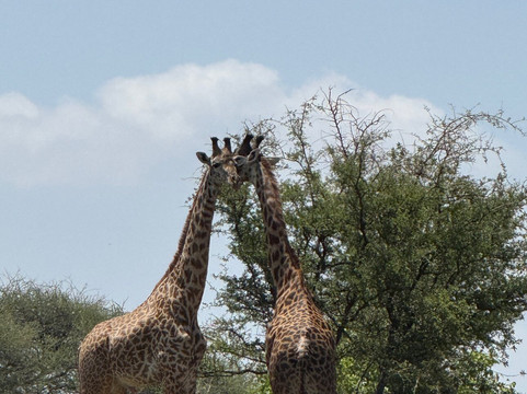Marjorie et Filbert Safaris-阿鲁沙必去景点