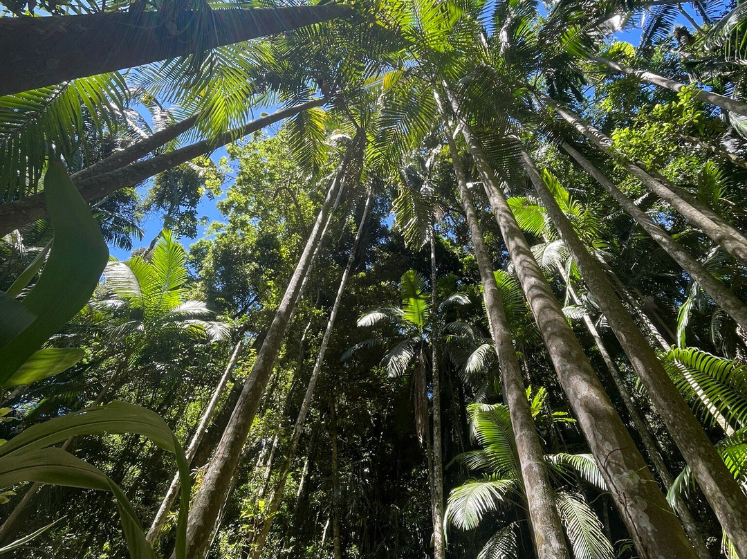 Curtis Falls-丹百林山必去景点