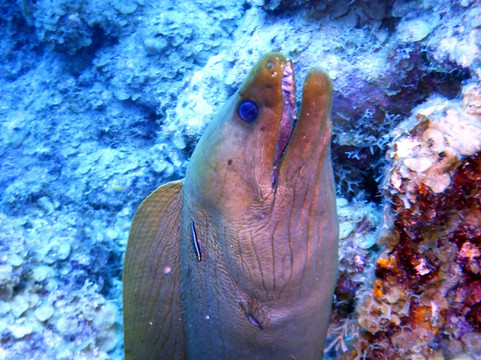 Sublime Diving Curacao-威廉斯塔德必去景点