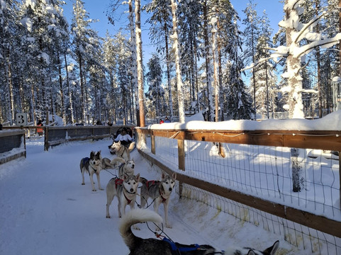 Arctic Circle Husky Park-罗瓦涅米必去景点