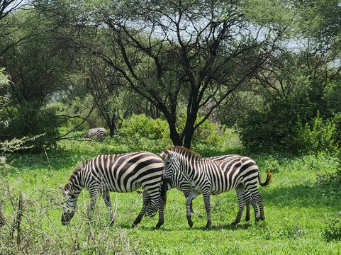 Altezza Travel-莫西必去景点