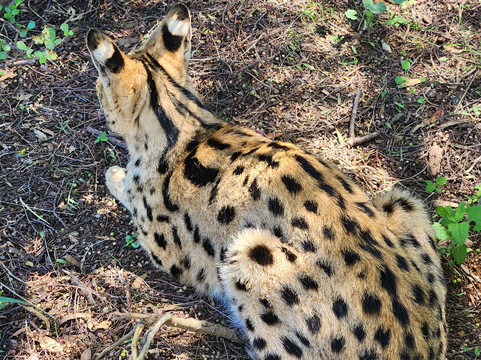 Daniell Cheetah Project-Kirkwood必去景点