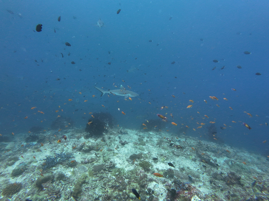 Family Divers Maldives-拉斯胡必去景点