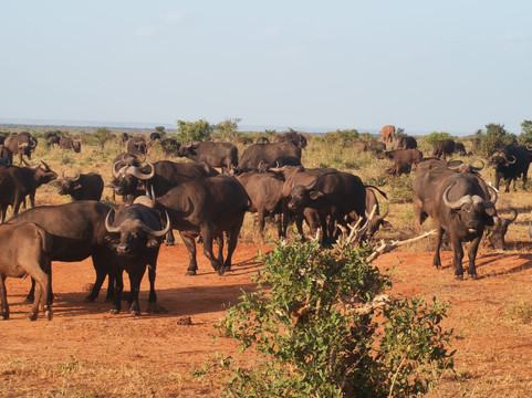 Discovery Kenya con Fragola-瓦塔木必去景点
