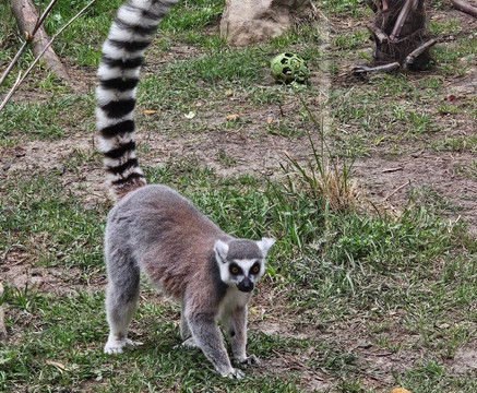 North Florida Wildlife Center-Lamont必去景点
