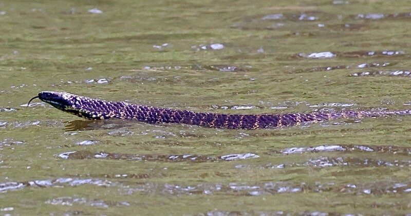 Leven River Cruises-Ulverstone必去景点