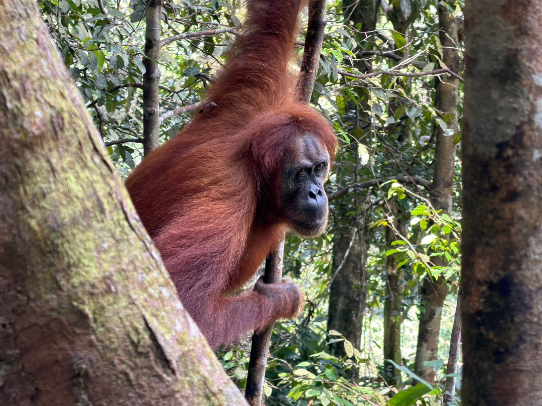 Trekking Orangutan Sumatra-武吉拉旺必去景点