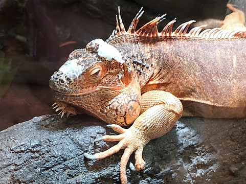 Almere Jungle-阿尔梅勒必去景点