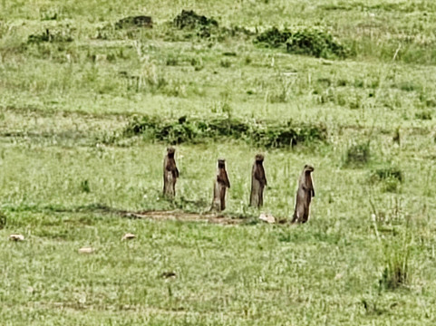 Morningstar Tours and Travel-Syokimau必去景点