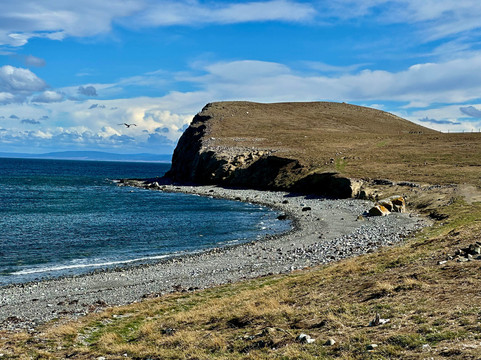 Isla Magdalena-蓬塔阿雷纳斯必去景点